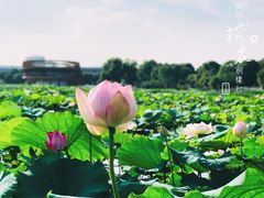 -荷塘月色湿地公园·向阳花洲