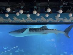 -烟台海昌鲸鲨海洋公园