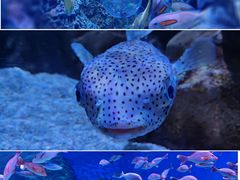 -成都浩海立方海洋公园