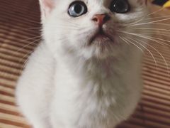 -米苏动物医院·犬猫专科·骨科外科内窥镜