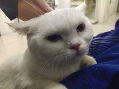 -佳雯宠物医院·皮肤科·内外科(春晓路分院)