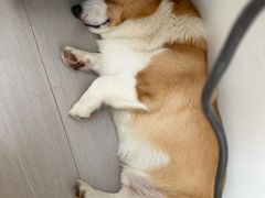 -联合动物医院(光谷诊疗中心)