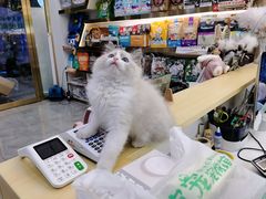 -钦宠·猫咪售卖·洗护·寄养(东圃旗舰店)
