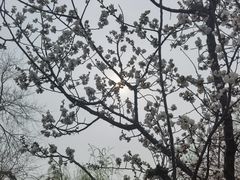 -桃花堤公园