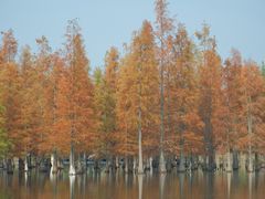 -白鹭湾湿地公园