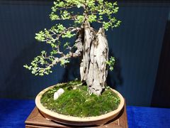 -石家庄市植物园