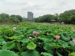 -金山公园