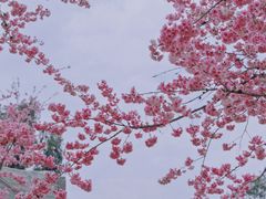 -云南野生动物园