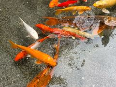 -广州香格里拉酒店
