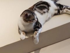 -飞行喵MR PILOT|猫舍·猫咖(静安大融城店)