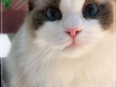 -COLOR PETS 撸猫馆·购猫·猫咖(长风大悦城店)