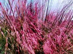 -艾溪湖湿地公园