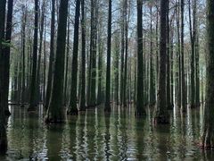 -渌洋湖湿地公园