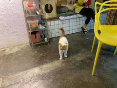 -喵屿·大理花园猫咖