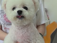 -翊宠yipet猫狗购宠庄园