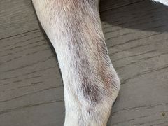 -瑞派申生动物医院·24H夜诊·国际动物医疗中心·骨外科(吴中路店)