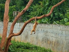 -海南热带野生动植物园