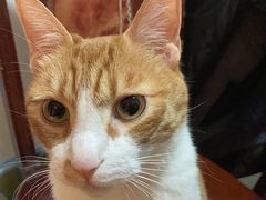 -UCC国际洗衣(鹤沙航城店)