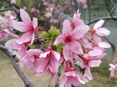 -中国科学院华南植物园