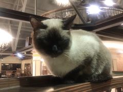 -more than meow吴止猫主题餐厅(承德 中船汇店)