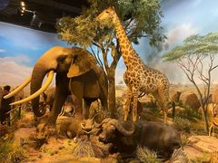 -陕西自然博物馆