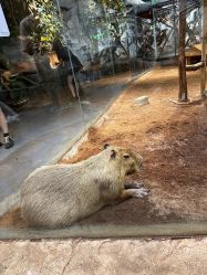 -Zoolung Zoolung动物主题公园(海信广场店)