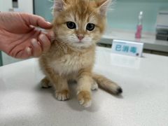 -北京观赏动物医院·24小时大型综合·猫专科·异宠专科