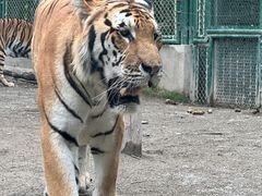 -上海野生动物园