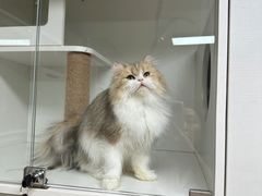 -十月米努特矮脚猫舍
