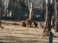 -秦皇岛野生动物园