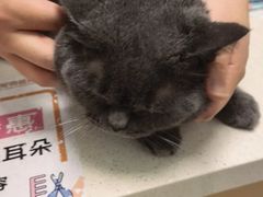 -瑞派康怡24h宠物医院·犬猫医疗中心·微创绝育(瑞景分院)