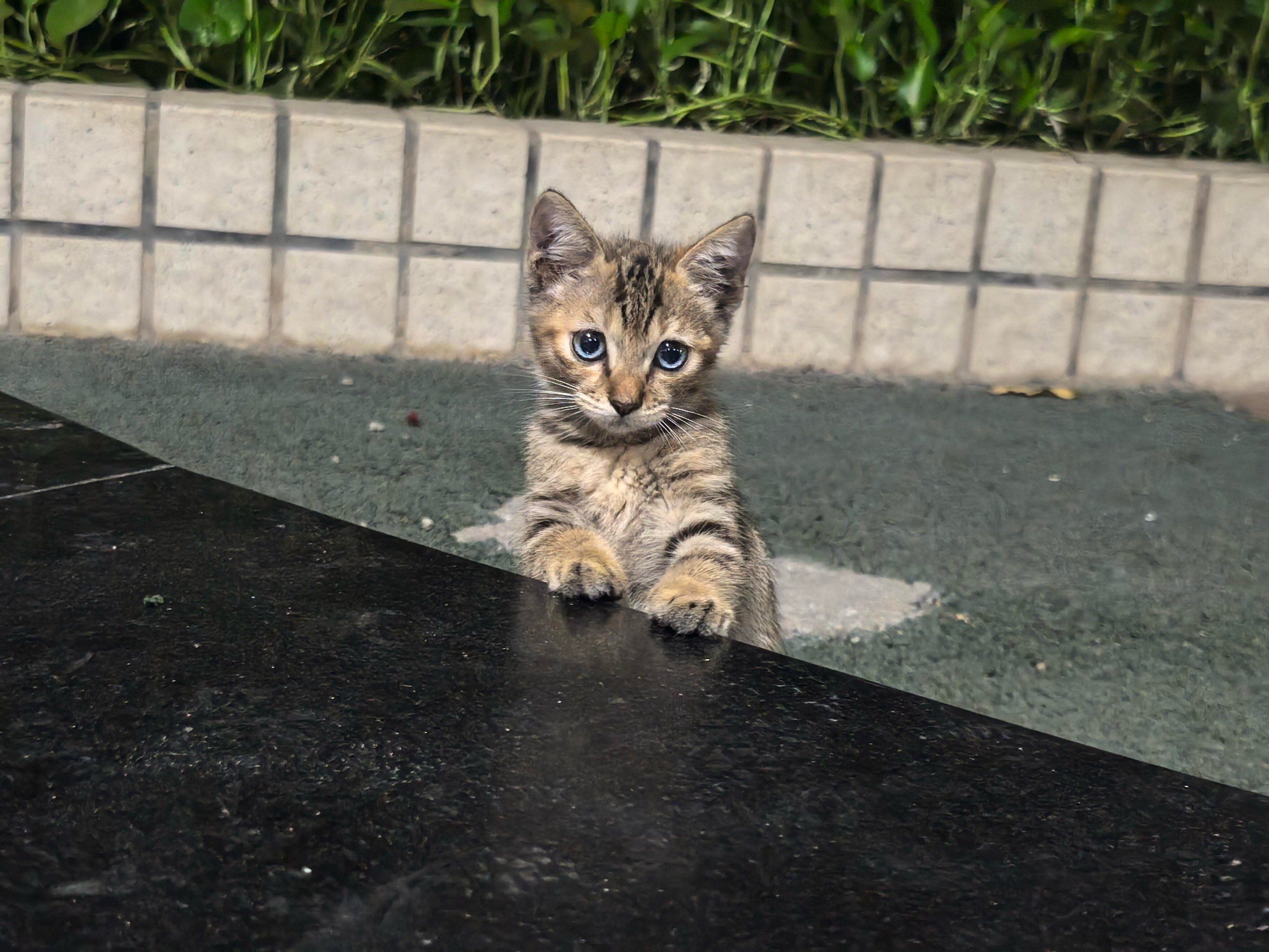 狸花猫蓝眼睛图片