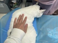 -纳吉亚猫专科动物诊疗中心(蒋宅口分院)