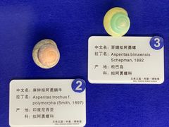 -贝壳王国博物馆