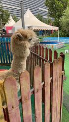 -萌宠亲子动物乐园(槐房万达店)