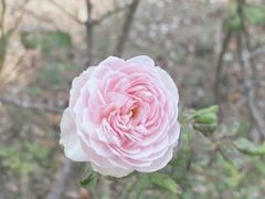 -顾村公园