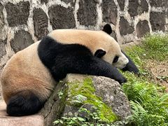 -都江堰中华大熊猫苑