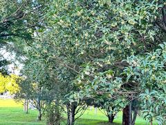 -洛阳市隋唐城遗址植物园