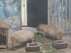 -石家庄市动物园