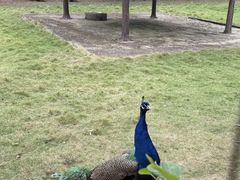 -深圳野生动物园