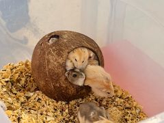 -双季花艺园艺市场(浦东店)