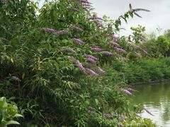 -吴淞炮台湾湿地森林公园烧烤区