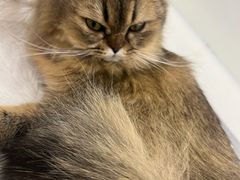 -共舞时光猫咖·狗咖(新街口店)