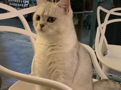 -喵屿·大理花园猫咖