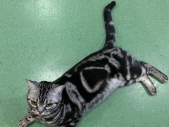 -藦茜花园宠物主题亲子互动体验馆(国顺东路店)