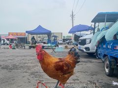 -蒲河大集