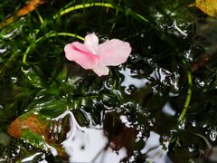 -亦缘居私家别院