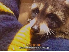 -浣熊柯尔鸭土拨鼠·电玩咖