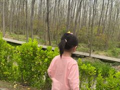 -合肥滨湖国家森林公园