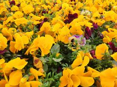 -汉长安城未央宫国家考古遗址公园